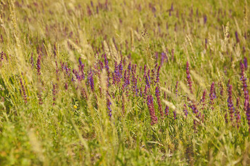 Field with flowers and grass