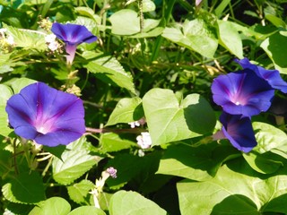 nature flower flower, nature, purple, flowers, blue, plant, bloom, garden, pink flora summer blossom green spring morning glory beauty floral rose violet pansy close-up plants ipomoea leaf convolvulus