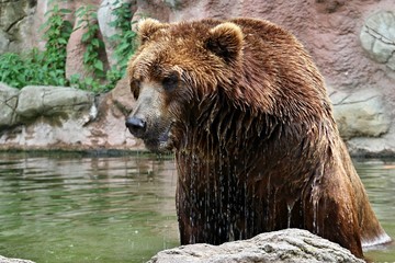 bear