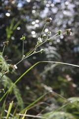 flor blanca y pequeña