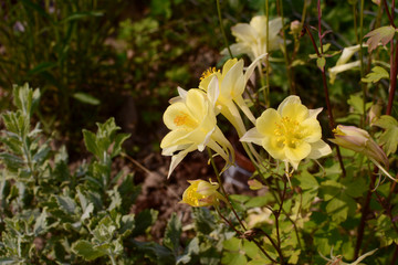 Pale yellow aquilegia flowers