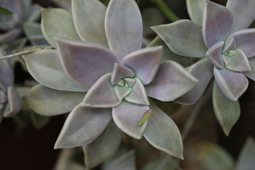 flor con hoja enormes