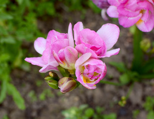 Flower head of a pink freesia with open double blooms