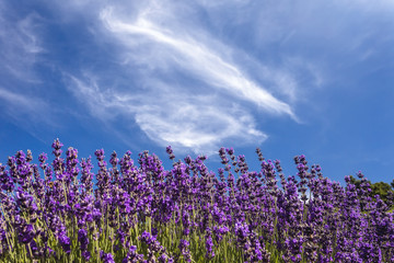 Lavender and wispy clouds - obrazy, fototapety, plakaty