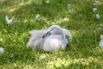 bébé cygnes