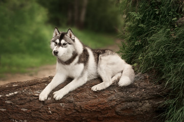 Beautiful dog Siberian Husky