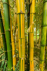 Fototapeta premium Antonio Borges Botanical Garden in Ponta Delgada