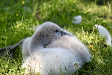 bébé cygnes