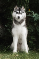 Beautiful dog Siberian Husky