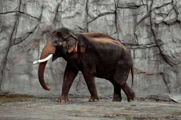 Fototapeta na wymiar Adult Male Asian Elephant Full Profile 