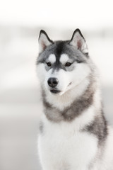 husky dog waits for the sledge running