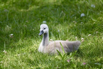 bébé cygnes