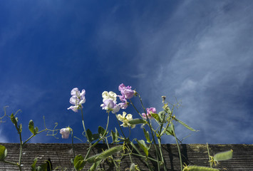 Sweet Peas and Clouds