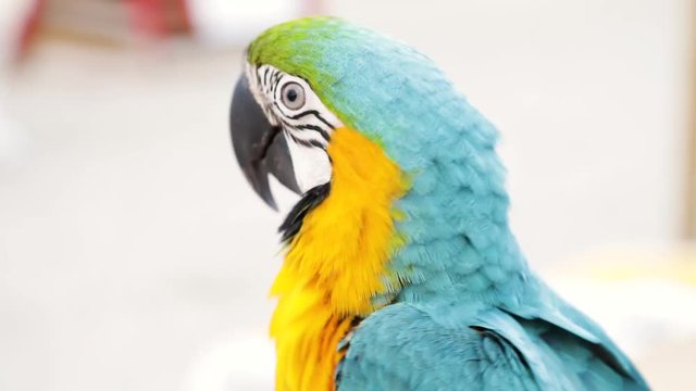 Papagei bunt und farbenfroh in blau und gelb an Küste im Sommer am Meer