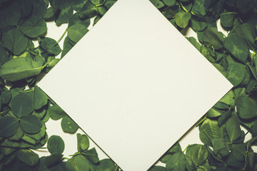 Fototapeta na wymiar Creative layout made of clover green leaves. Flat lay. Nature background