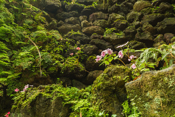 Antonio Borges Botanical Garden in Ponta Delgada