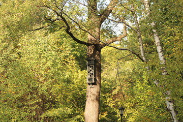 Fototapeta premium fancy birdhouse on a tree in the Park
