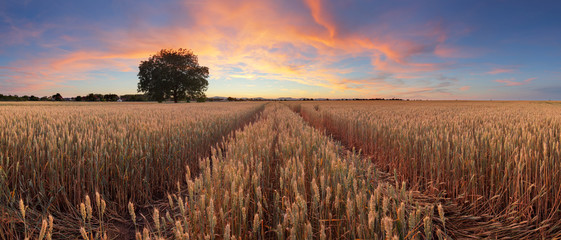 Red sunset over wheat field panorama with tree and way