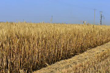 Fototapeta premium wheat