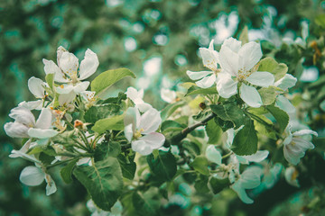 Fresh branch of a tree with flowers and leaves in the background of the garden
