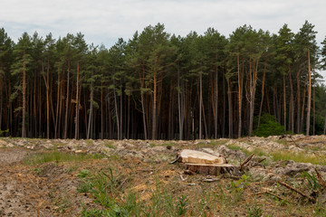 Deforestation. Problems of the planet's ecology, cutting down pine forests. Stump in the foreground