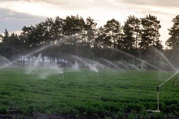 Watering agricultural plants on the field. The spray sprays water on the plants. Growing vegetables