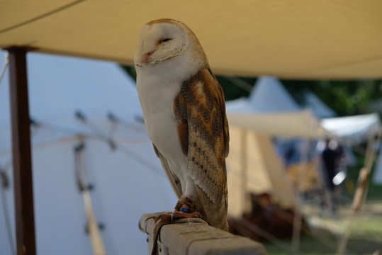 Barbagianni ammaestrato su un trespolo