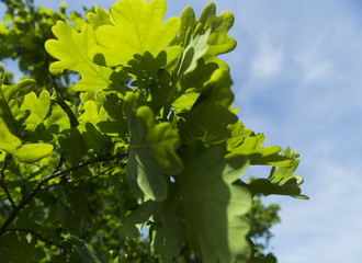 Fototapeta premium Oak leaves on blue sky tree