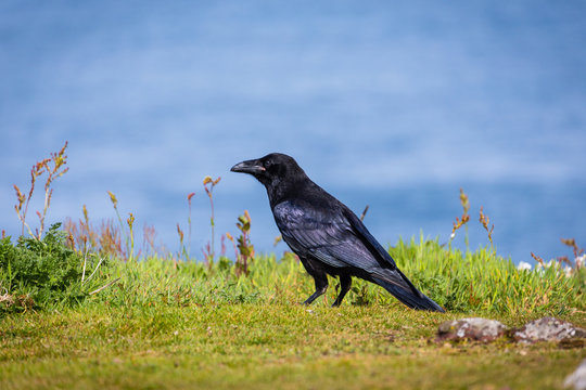 A common raven