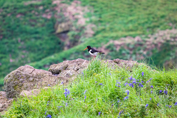 Eurasian Oystercatcher
