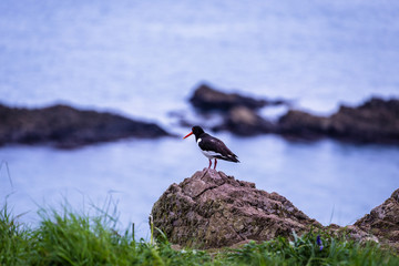 Eurasian Oystercatcher