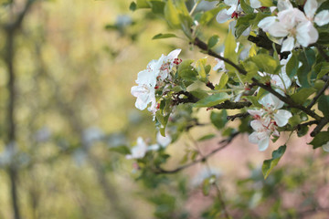 White blossom on the tree close up. Foliage. Macro.