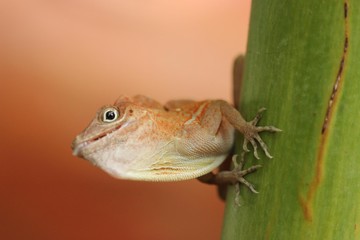 largarto marron buscando