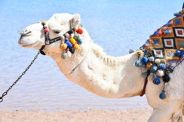 Arabian camel animal