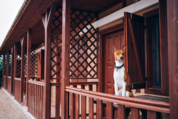 Cute little dog sits on porch of camping site or housing complex and patiently waits for owner to...