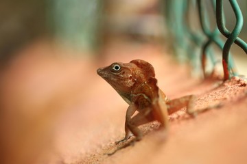 largarto marron buscando