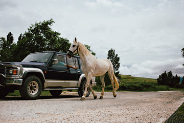 Driver transports white work horse from one farm to another by following it with his car