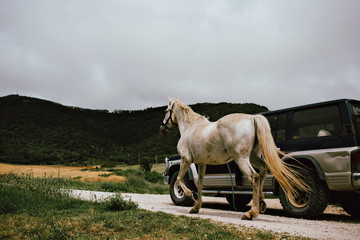 Driver transports white work horse from one farm to another by following it with his car