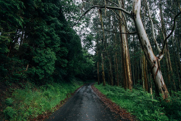 Wide open shot of narrow tiny country road in middle of rainy forest and jungle trees all over the trail, concept freedom, atmosphere, magic and mystery