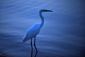 Egret in water