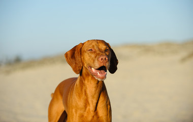 Vizsla dog portrait against sand and sky