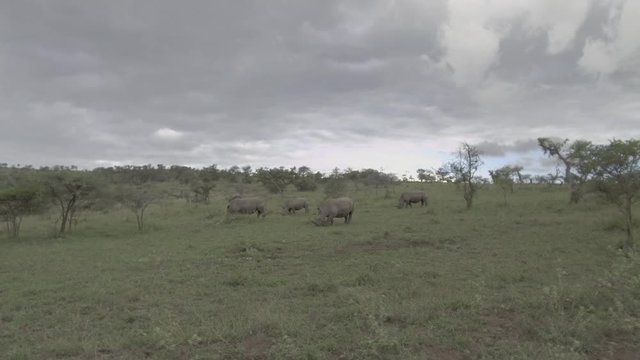 Rhino bull marks his territory by spraying his urine and follows female. 