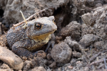 The common toad, European toad