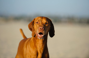 Vizsla dog portrait at beach 