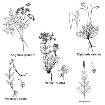 Herbs and spices set. Hand drawn nonea rossica,veronica,diplotaxis and angelica palustre plants. Engraving botanical illustrations for tags. Vector healing wild flowers sketches
