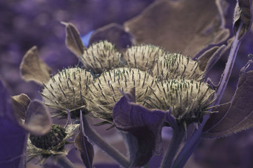 Burdock