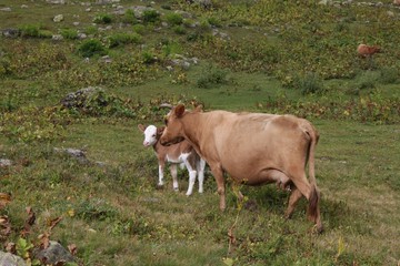 Сow with a calf