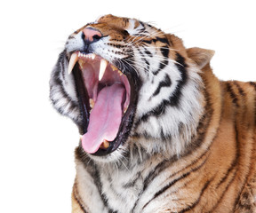 Roaring tiger