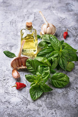 Fototapeta na wymiar Fresh green basil with garlic and olive oil