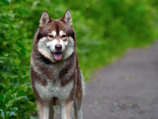 Fototapeta premium Summer portrait of the Siberian Husky